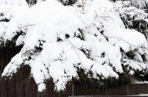 Conifeer Juniperus hangt over door dikke laag sneeuw uit de serie van Mijn Tuingeheim.