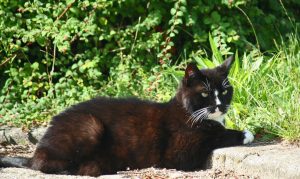 sensor Fervent Verplicht Katten in de tuin houden of weren?