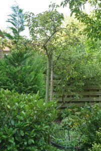 perenboom verplanten tuincursus online