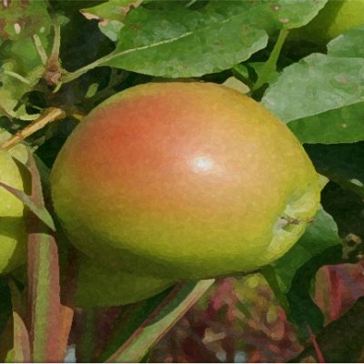 workshop snoeien hoogstam fruitbomen tuincursus online